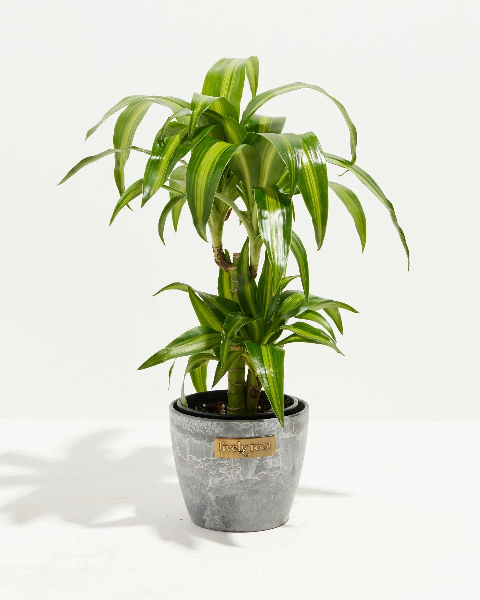 dracaena hawaiian sunshine cuidados Dracaena Warneckii Hawaiian Sunshine For Sale & Care Guide