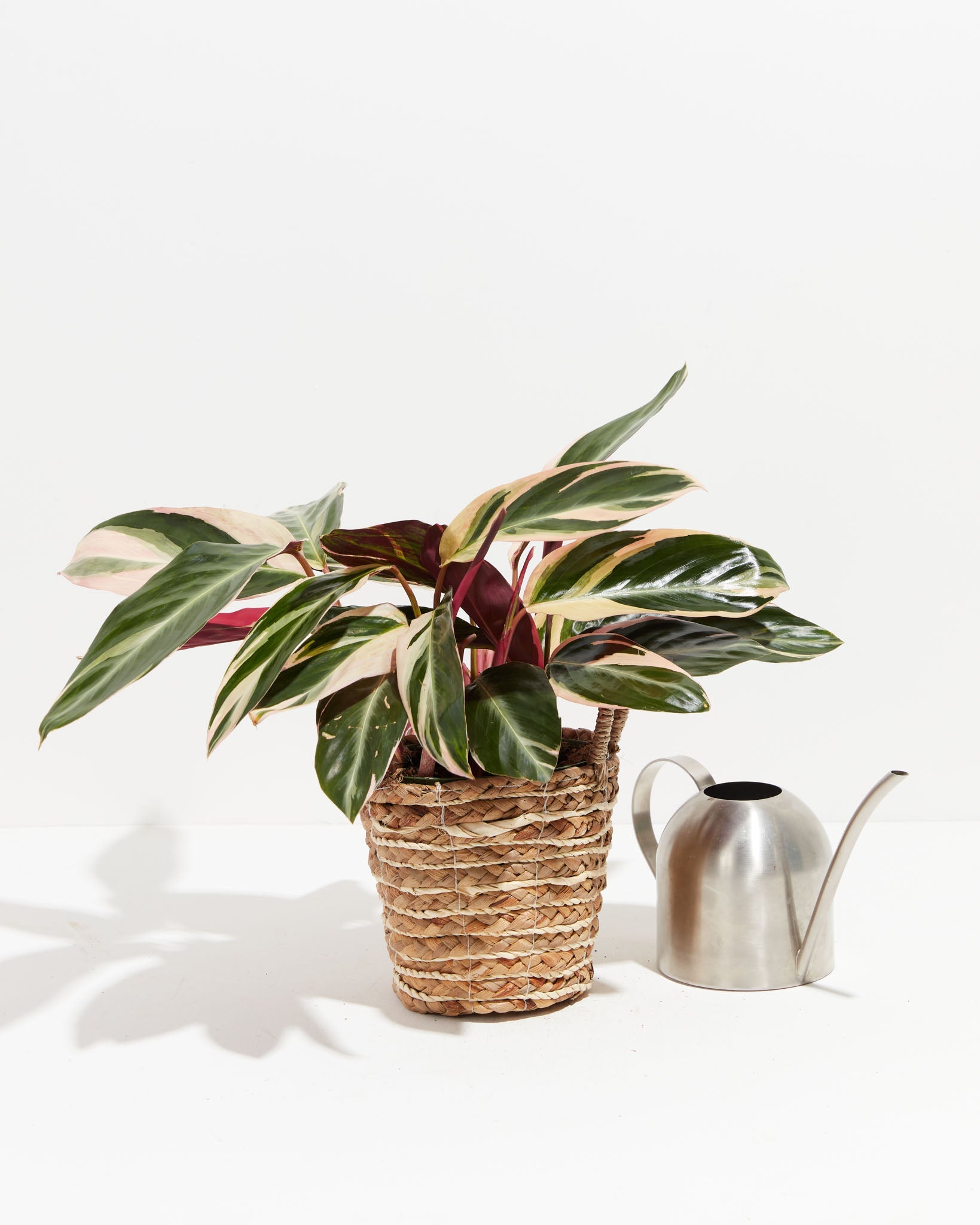 Stromanthe Triostar | Prayer Plants | Lively Root Medium / Eco Pot / Chai