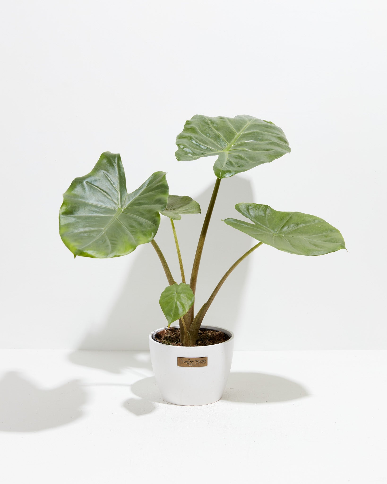 elephant ear plant alocasia Elephant Ear Plant | Alocasia Kuching Mask