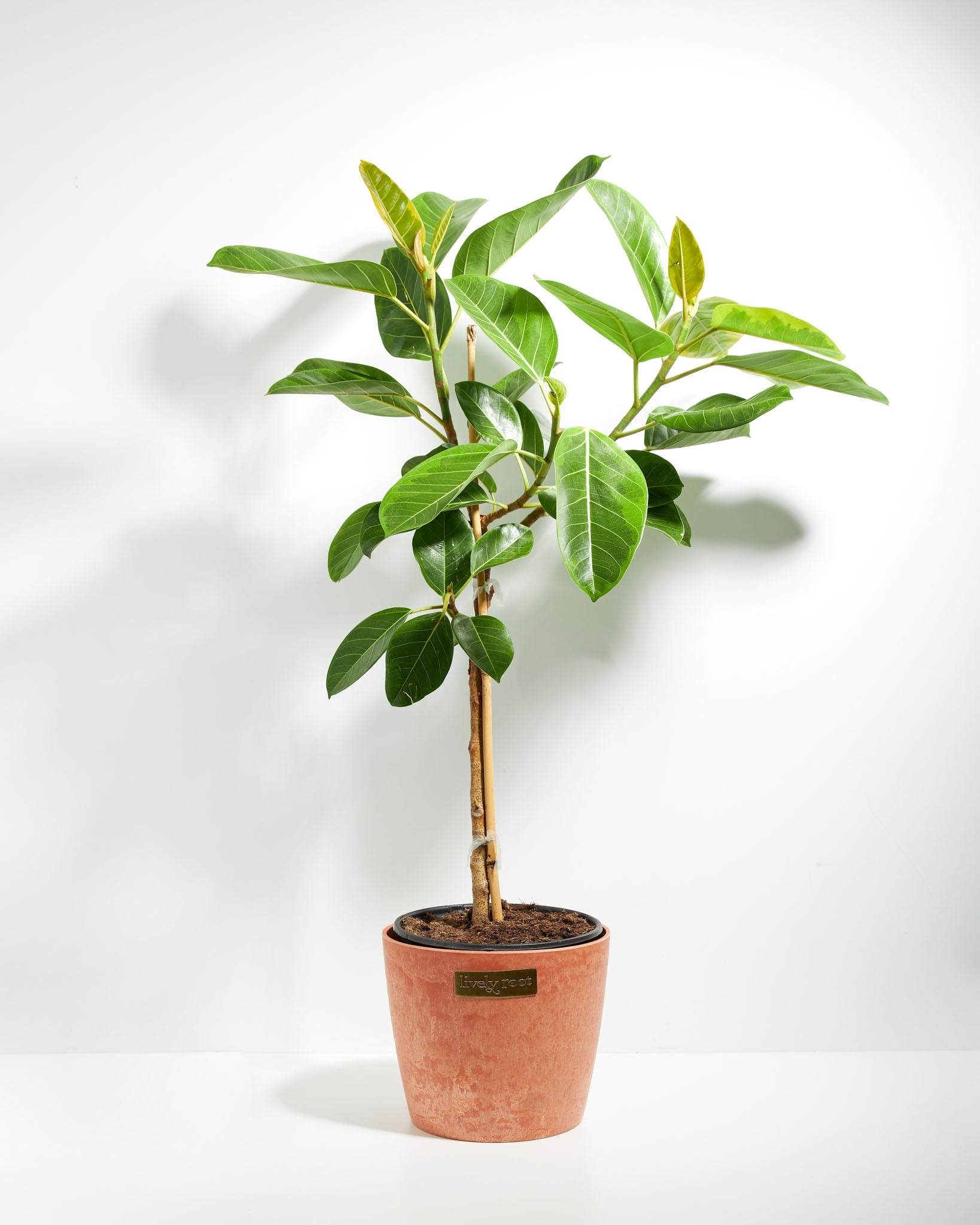 ficus yellow gem vs audrey Ficus Yellow Gem Column