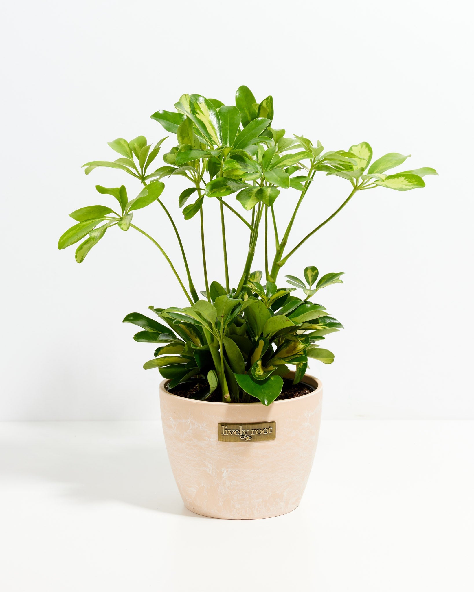 schefflera arboricola gold capella care Umbrella Tree | Schefflera Gold Capella