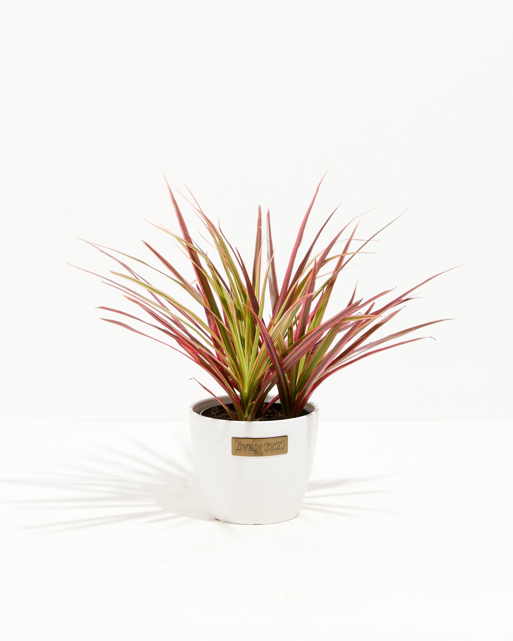 red edged dracaena houseplant Colorama Cane Dragon Plant (Dracaena)