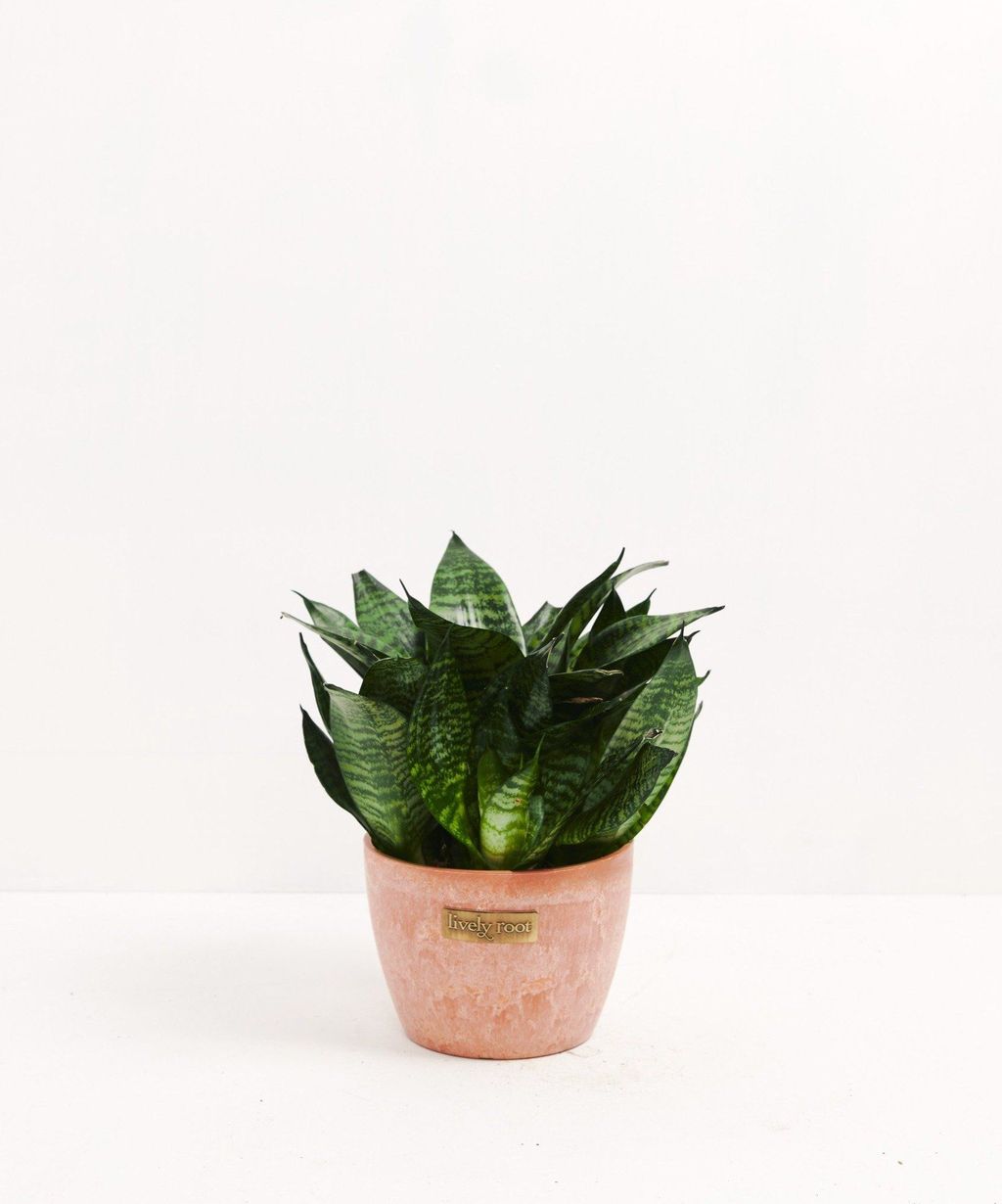 Zeylanica Superba Snake Plant | Indoors Plants