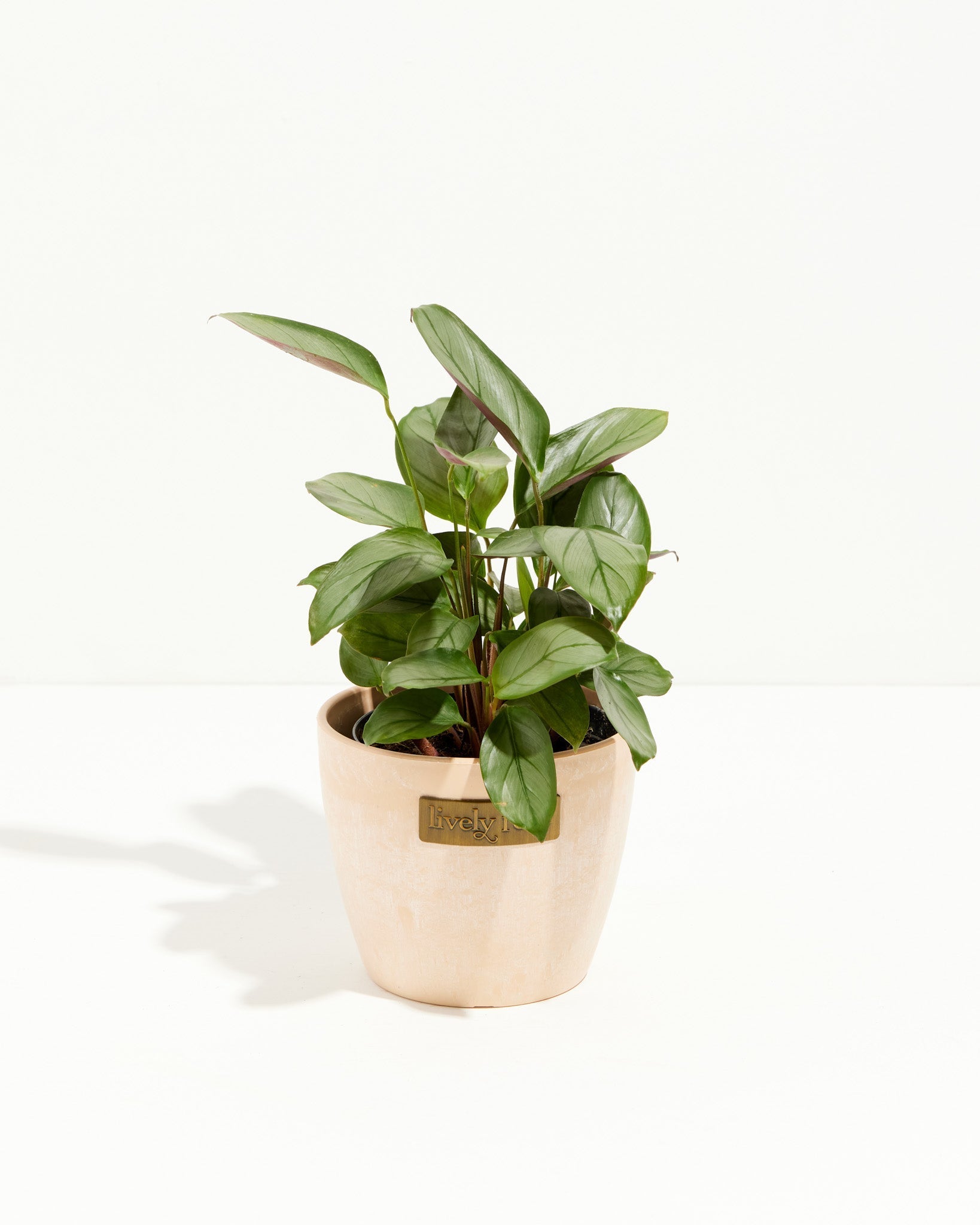 setosa prayer plant Ctenanthe Setosa for Sale: Striking Foliage for Your Oasis