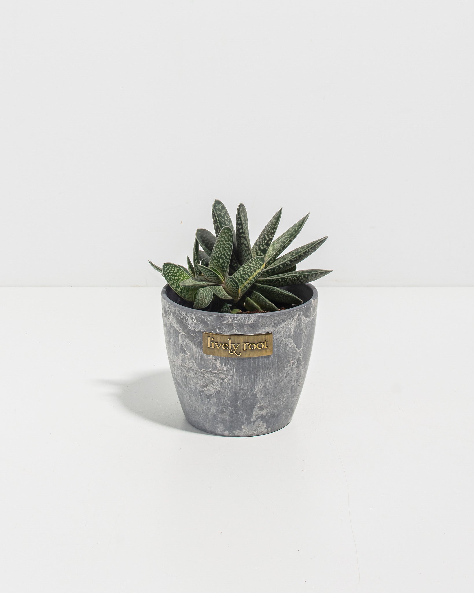 grey succulent plants Ox Tongue Succulent