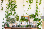 Your Indoor Jungle Delivered Featured Image