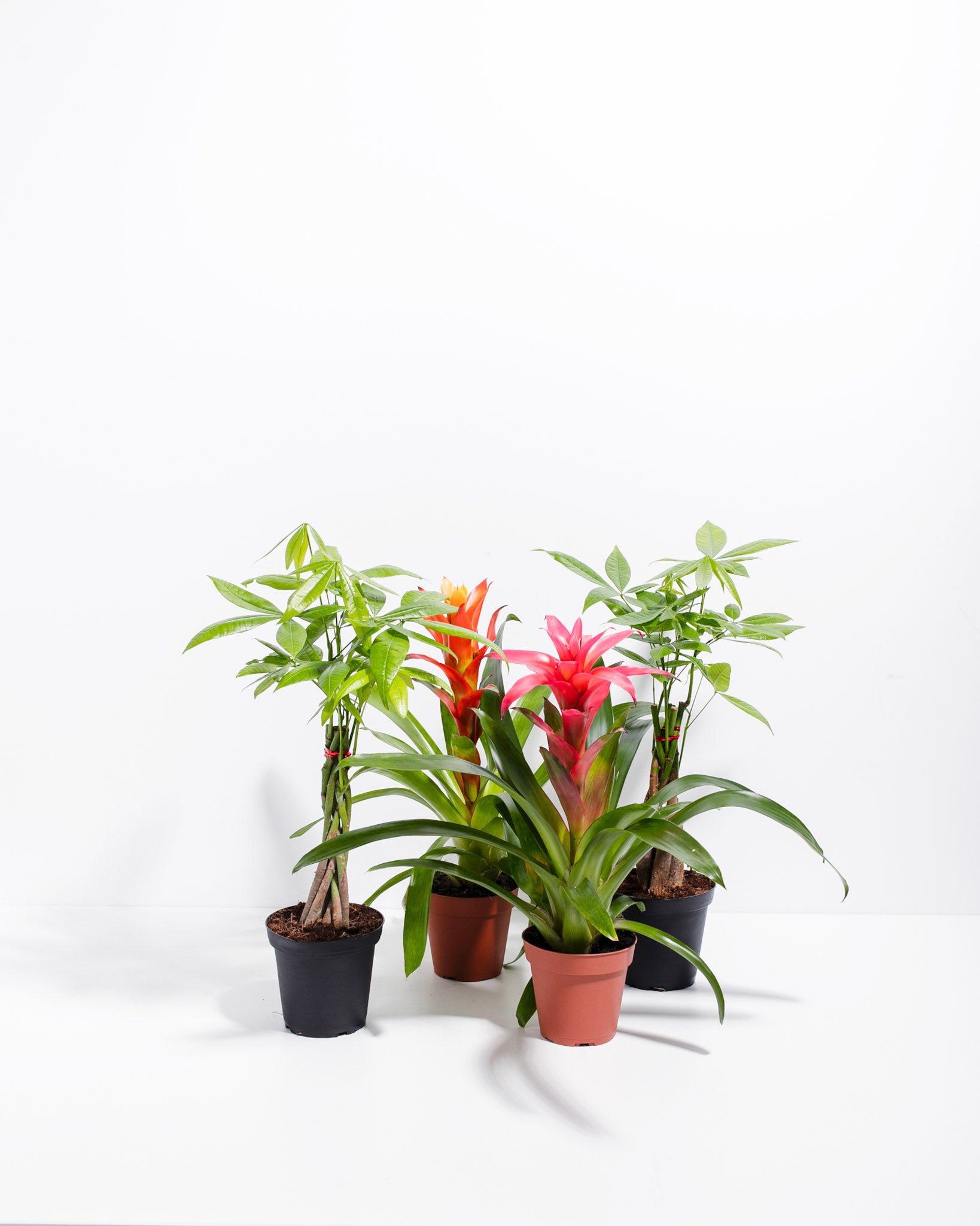 pet friendly house plants for sale Lucky Pet Friendly Collection