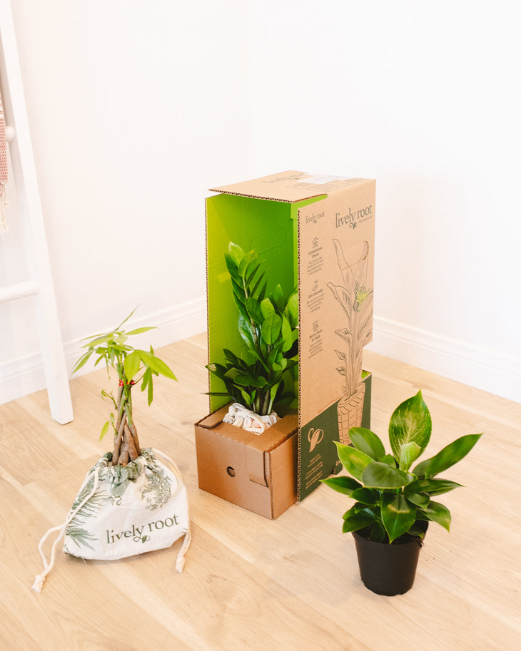 Easy Care Plant Subscription