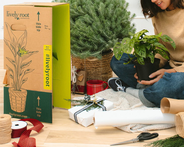 Gift Subscription: Easy Care Plant
