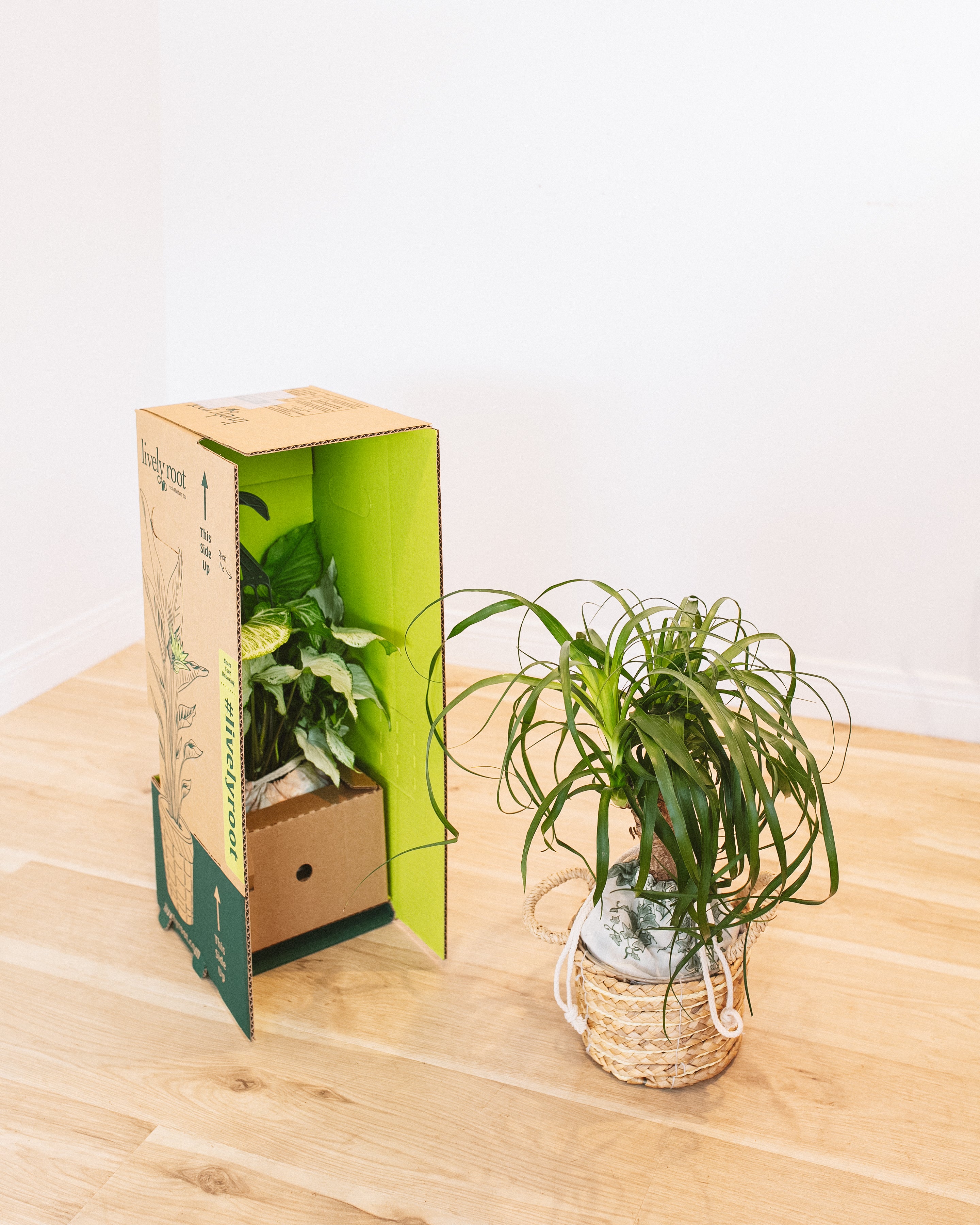 house plants monthly subscription The Best Unique & Special Plant Subscription