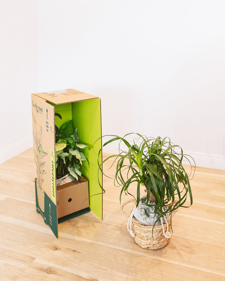Not-So-Common Plant Subscription