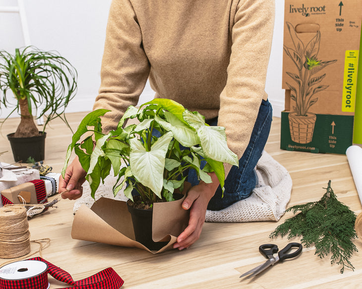 Gift Subscription: Not-So-Common Plant