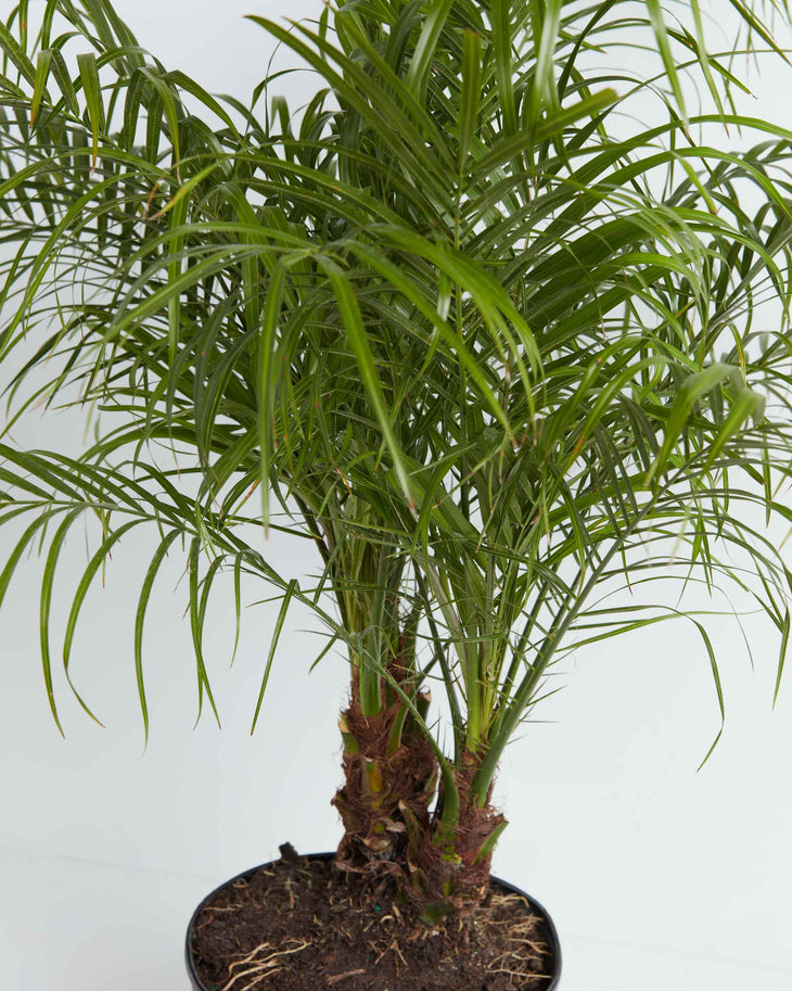 Pygmy Date Palm, Lively Root, Plant,Detail , , , 