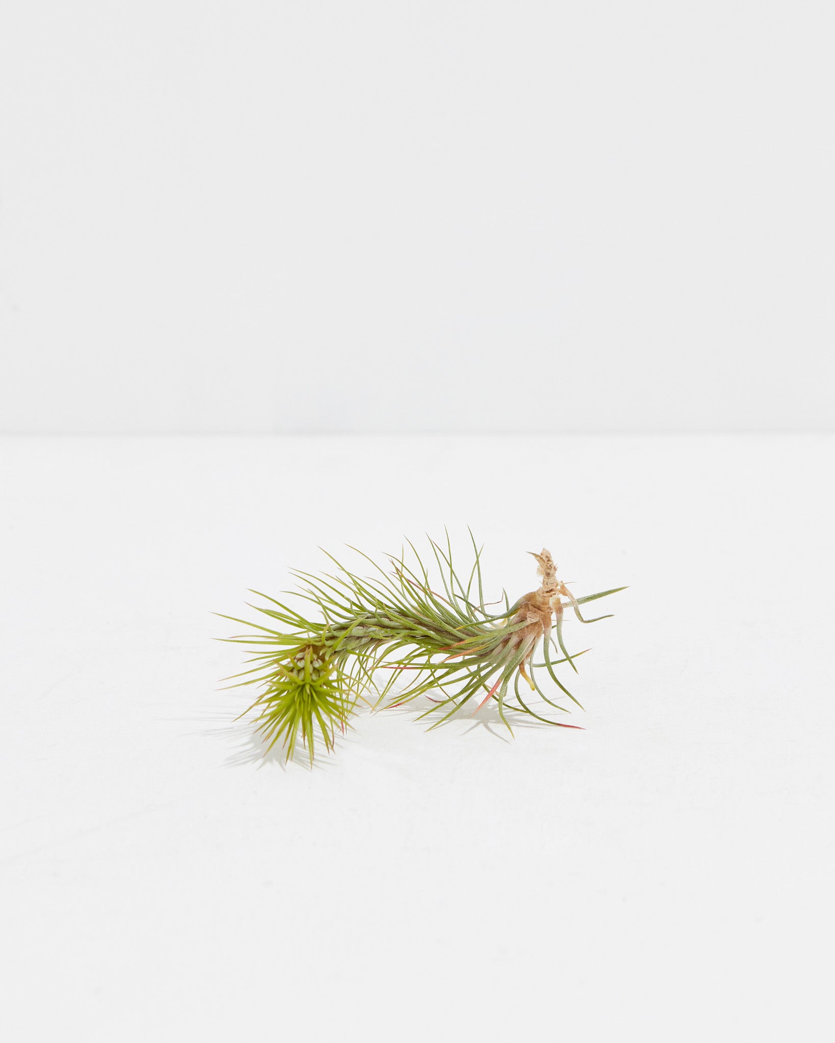 funckiana air plants Tillandsia Funckiana for Sale | Air Plants