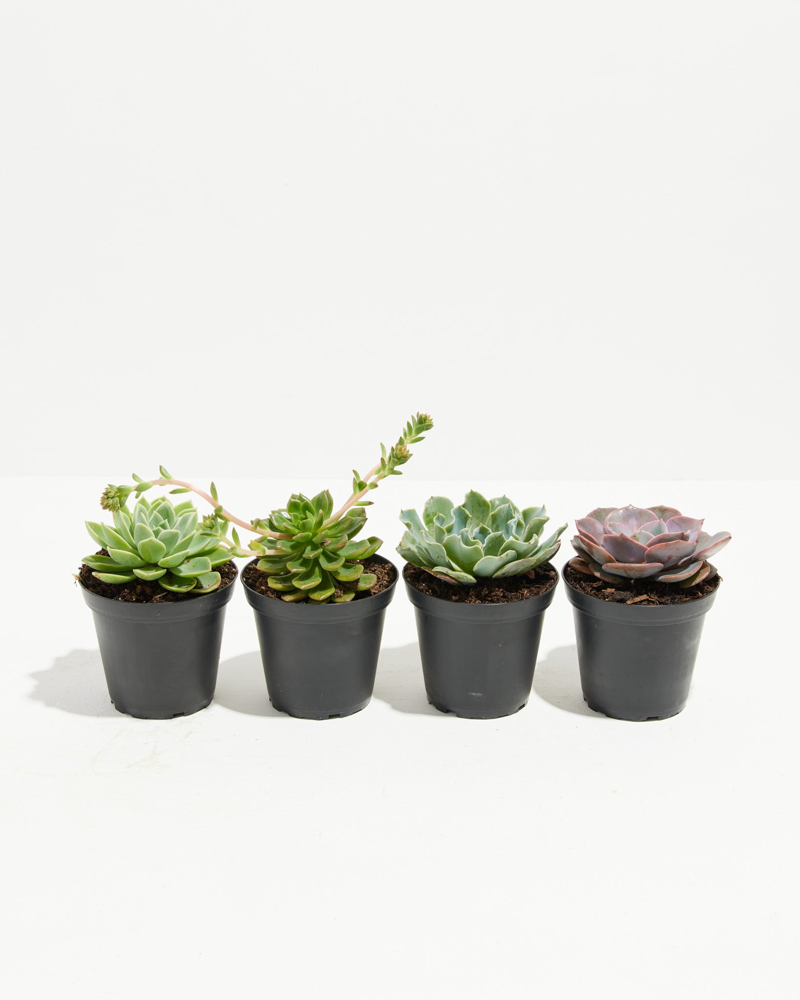 buy small succulent plants Motley Crew Echeveria Succulents: 4 Pack