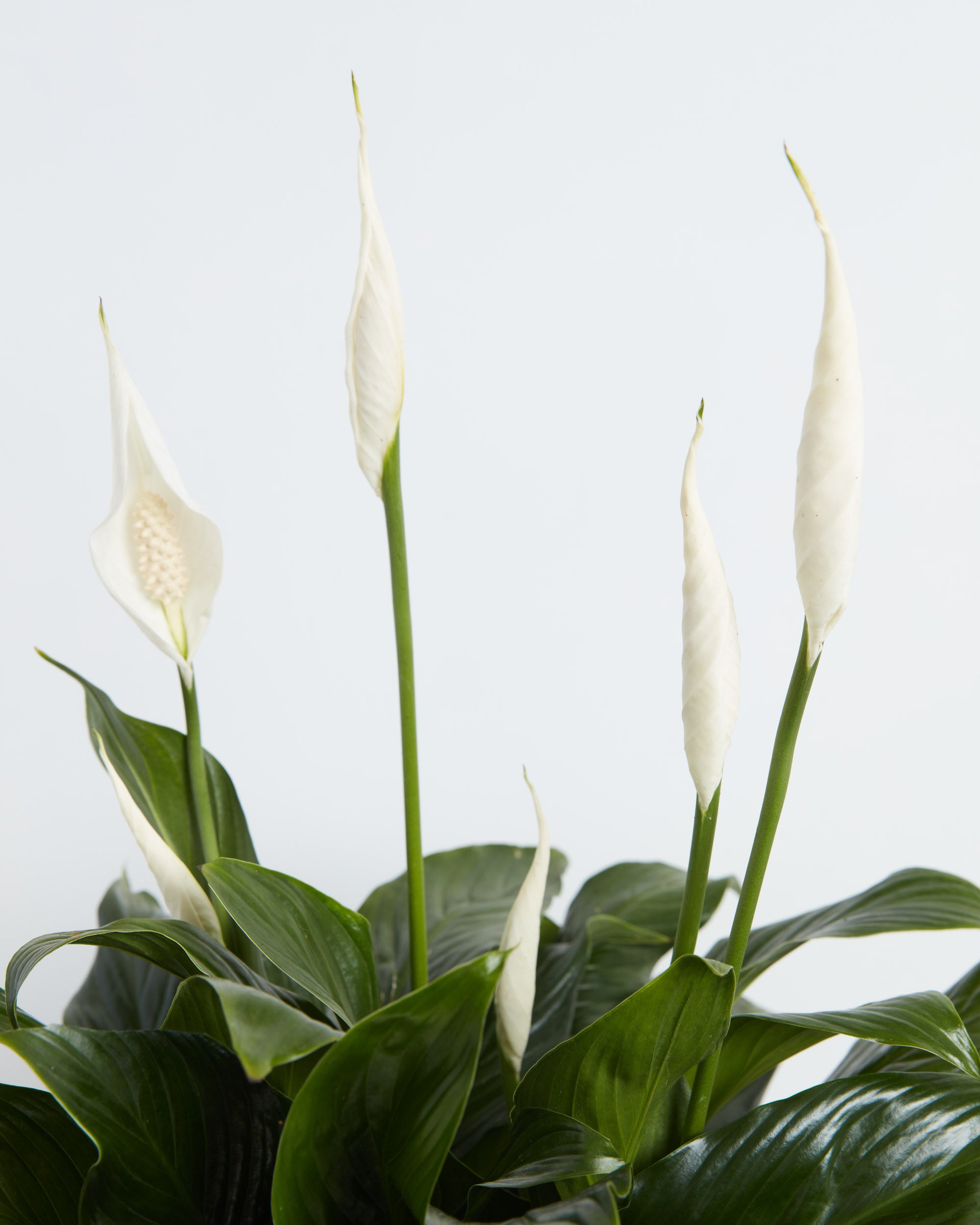 lily succulent Easy Care Sympathy Duo