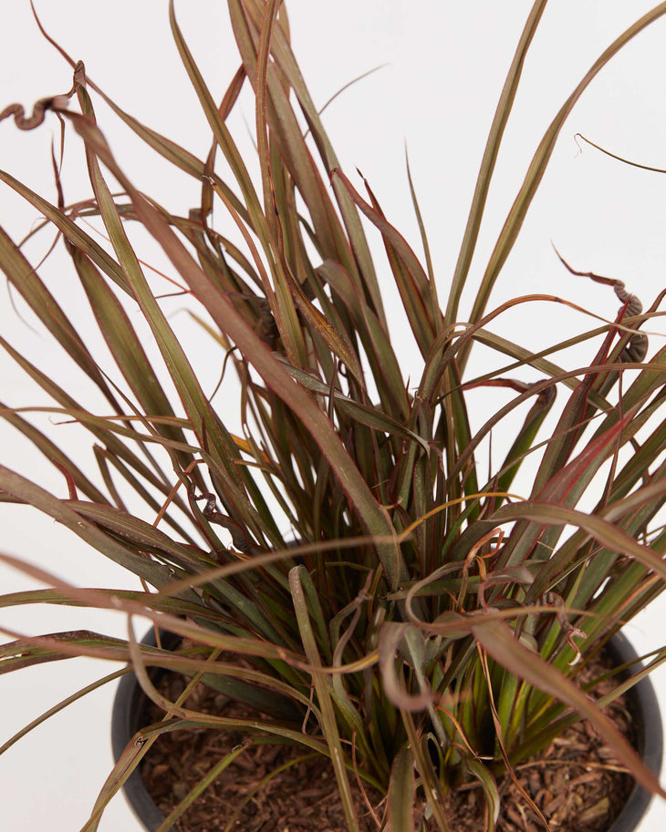 Jack Spratt New Zealand Flax (Phormium), Lively Root, Plant, , , , 