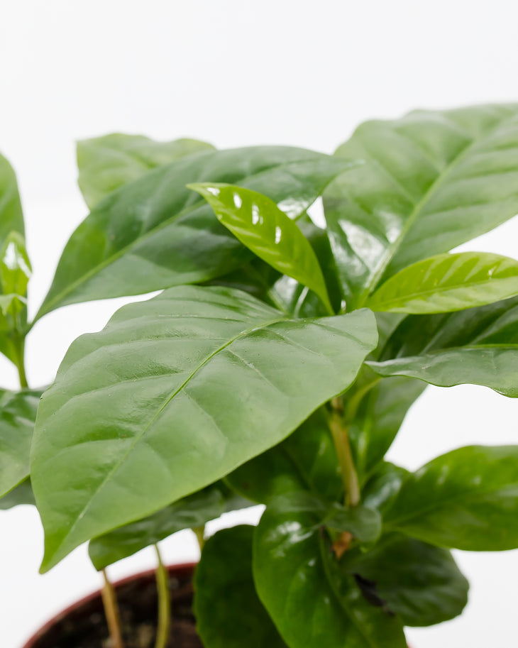Coffee Plant (Coffea arabica)