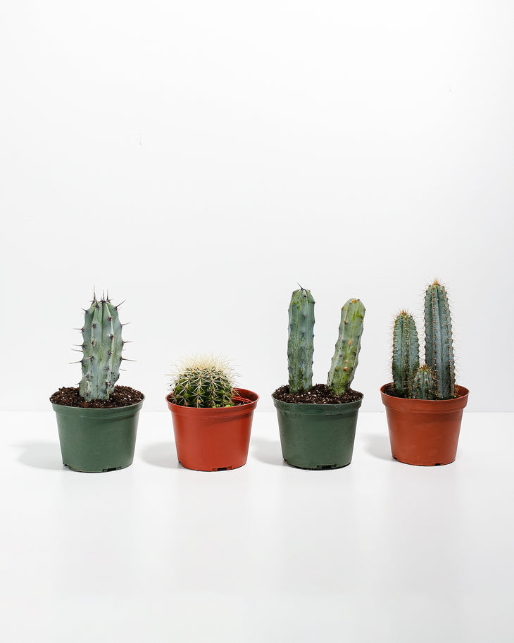 Cool Cactus Collection