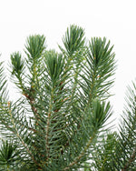 Italian Stone Pine (Pinus pinea) Featured Image