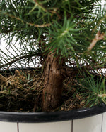 Italian Stone Pine (Pinus pinea) Featured Image