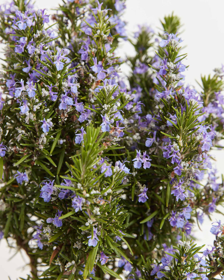 Tuscan Blue Rosemary, Lively Root, Plant, , , , 