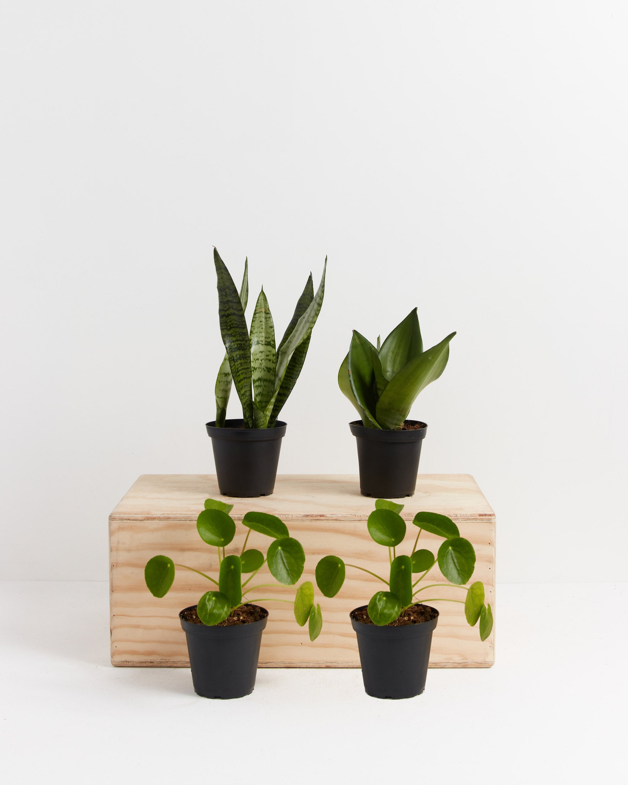 money plant vs snake plant Snake & Money Plants | Indoor Plant Bundle Delivery