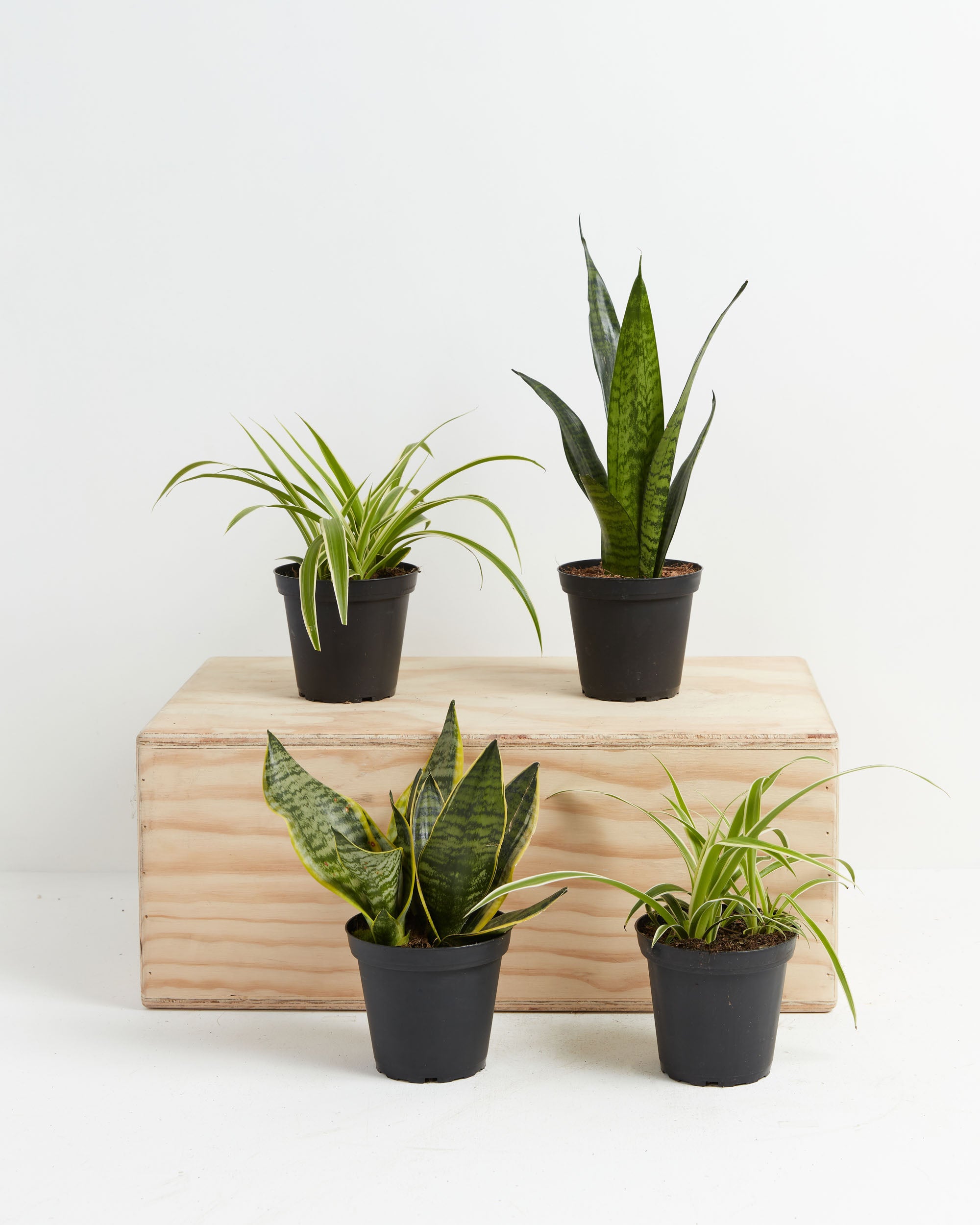 snake vs spider plant Snakes and Spiders | Plant Bundles for Delivery