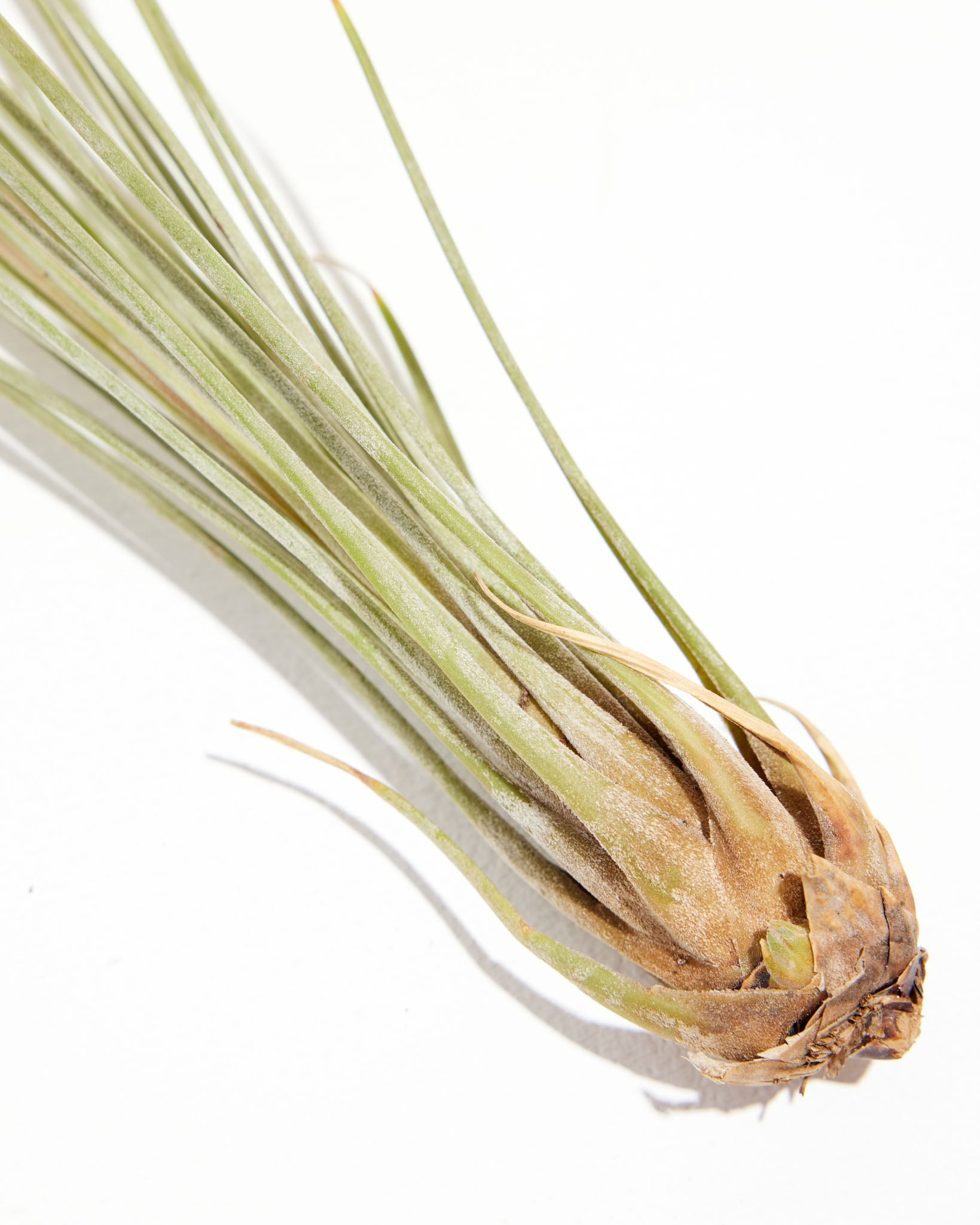 juncea air plant care Juncea | Air Plant
