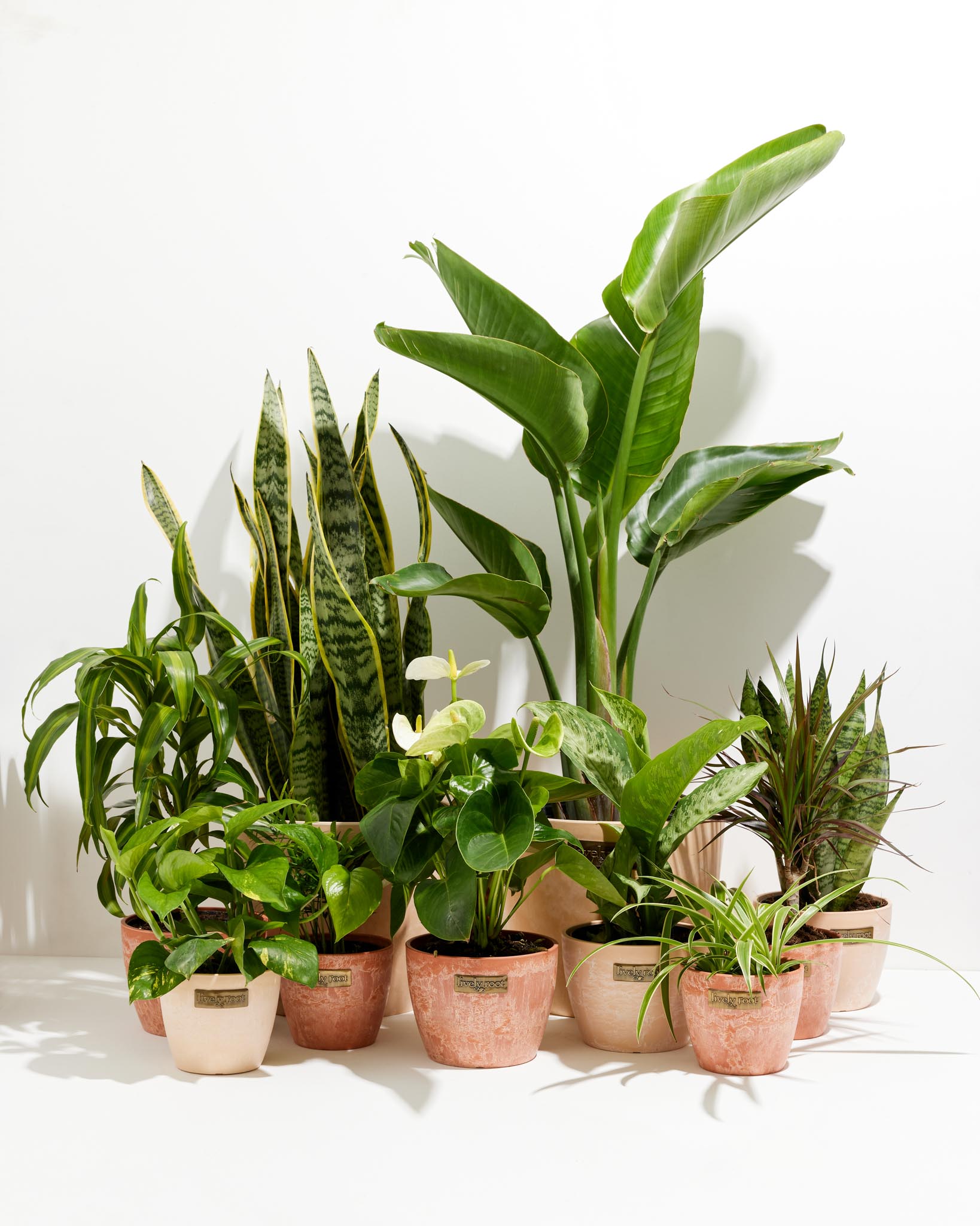 urban house plants Your Indoor Jungle Delivered 10 The Amazon / Grower / Varies