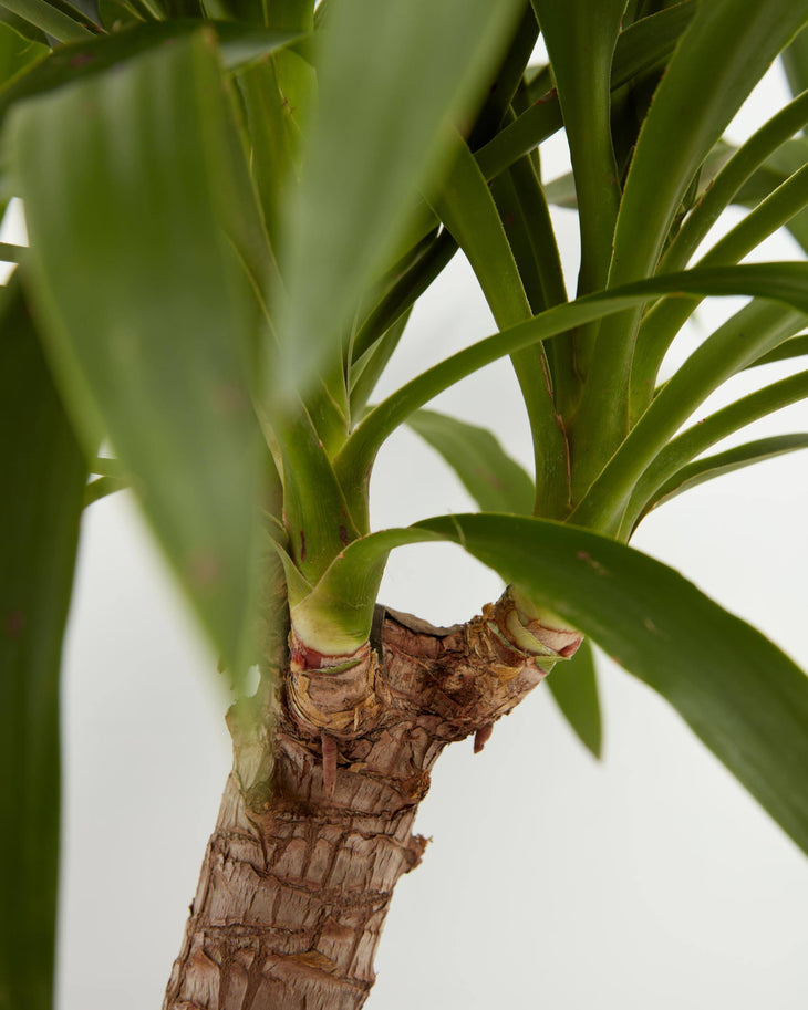 Yucca Cane, Lively Root, Plant, , , , 