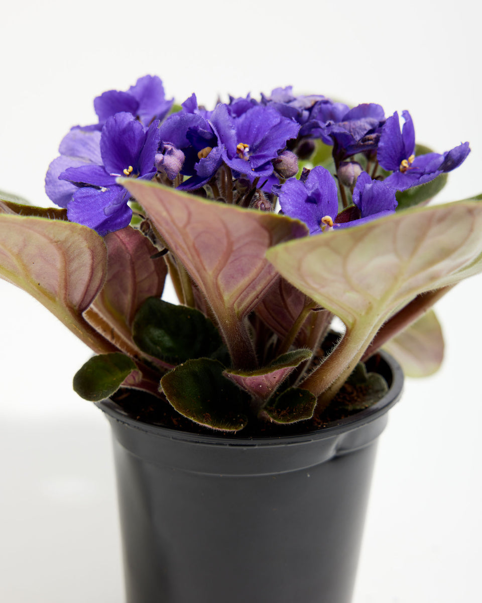 African Violet (Saintpaulia Ionantha) Featured Image