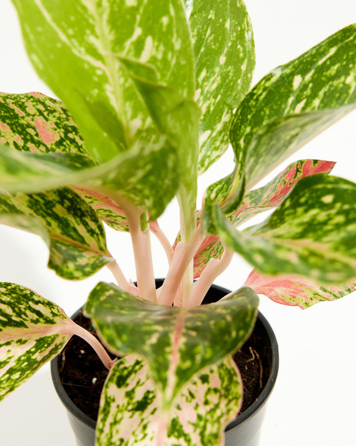 Chinese Evergreen (Aglaonema), Lively Root, Plant, , , , 