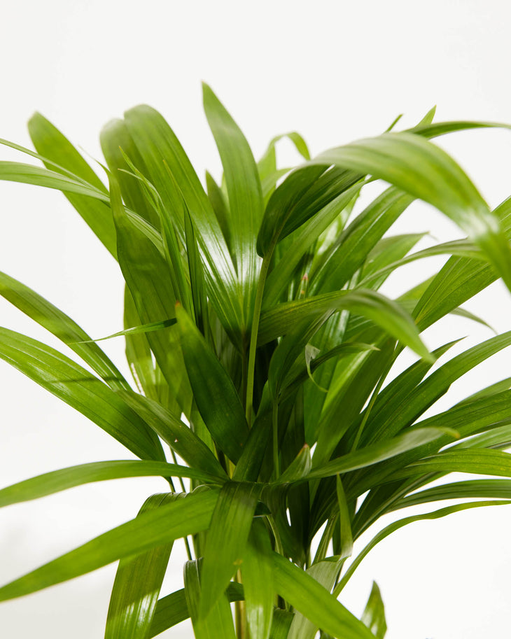 Areca Butterfly Palm, Lively Root, Plant, Detail , , , 