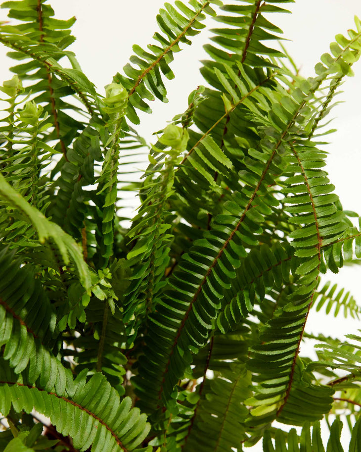Boston Fern, Lively Root, Plant, , , , 