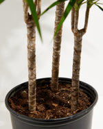 Dracaena Marginata (Dragon Tree Plant) Featured Image