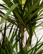 Dracaena Marginata (Dragon Tree Plant) Featured Image