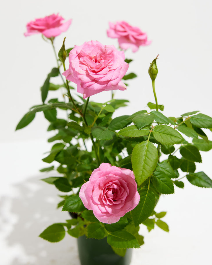 Blush Pink Miniature Roses, Lively Root, Plant, , , , 