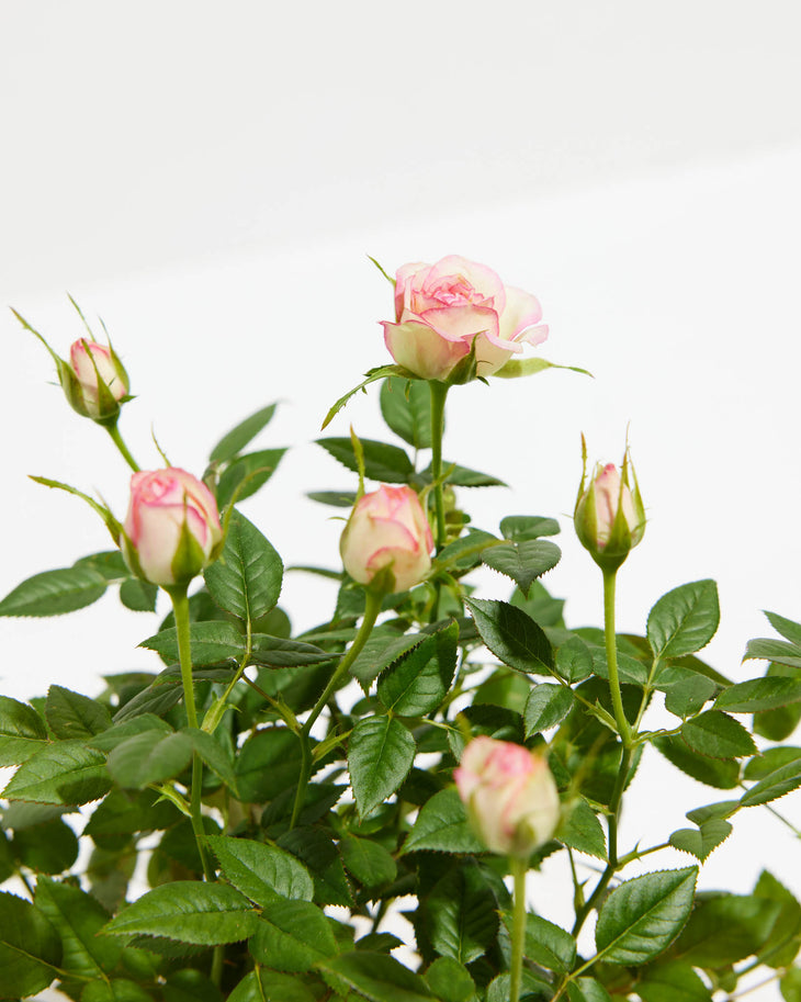 Variegated Pink Miniature Roses, Lively Root, Plant, , , , 