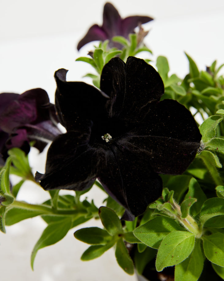Black Mamba Petunia, Lively Root, Plant, , , , 