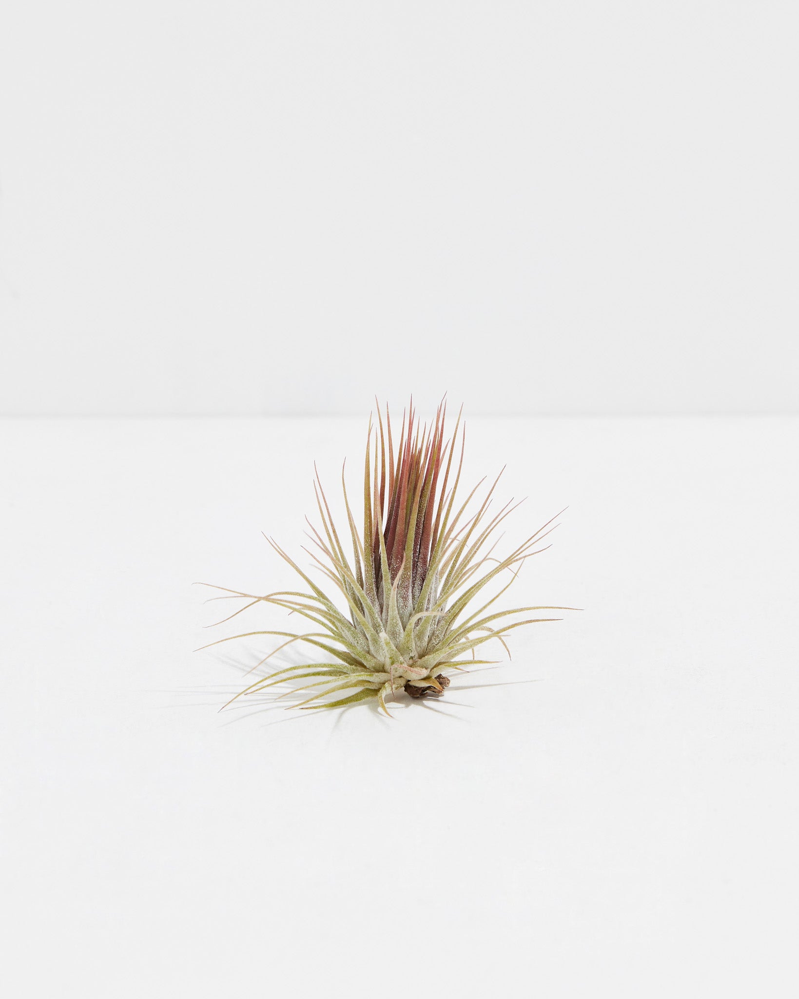 ionantha guatemala tillandsia air plant Ionantha Guatemala Tillandsia Air Plant