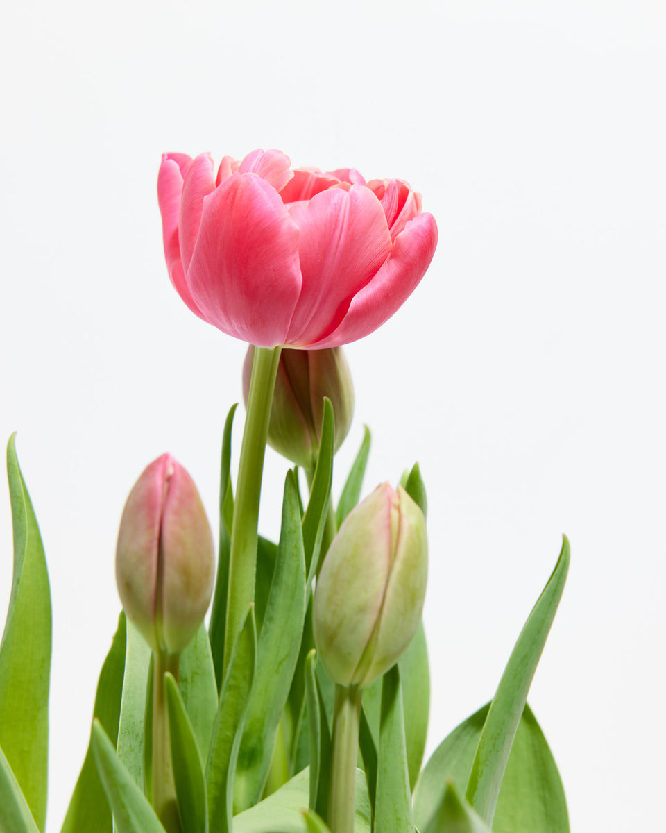 Decadent Double Rose Tulip Featured Image