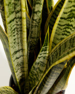 Variegated Laurentii Snake Plant Featured Image