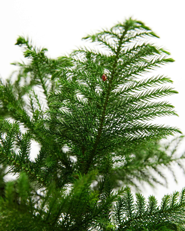 Norfolk Island Pine, Lively Root, Plant, Detail , , , 