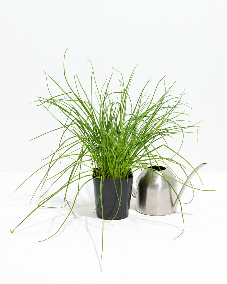 Chives, Lively Root, Plant, , , , 