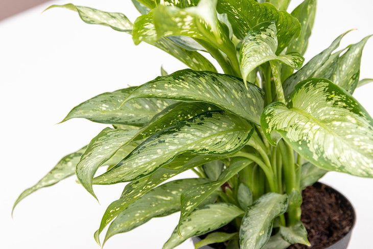 Dieffenbachia Carina, Lively Root, Plant, , , , 