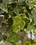 English Ivy Gold Child Featured Image