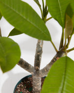 Plumeria Tree Featured Image