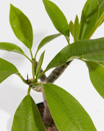 Plumeria Tree Featured Image