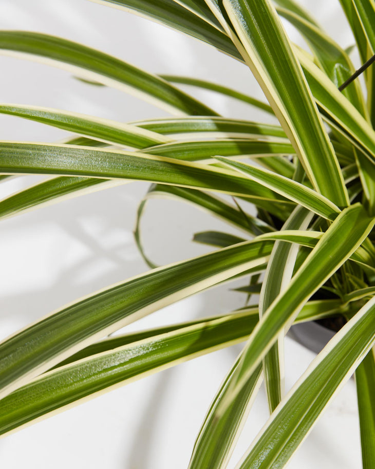 Spider Plant, Lively Root, Plant, , , , 